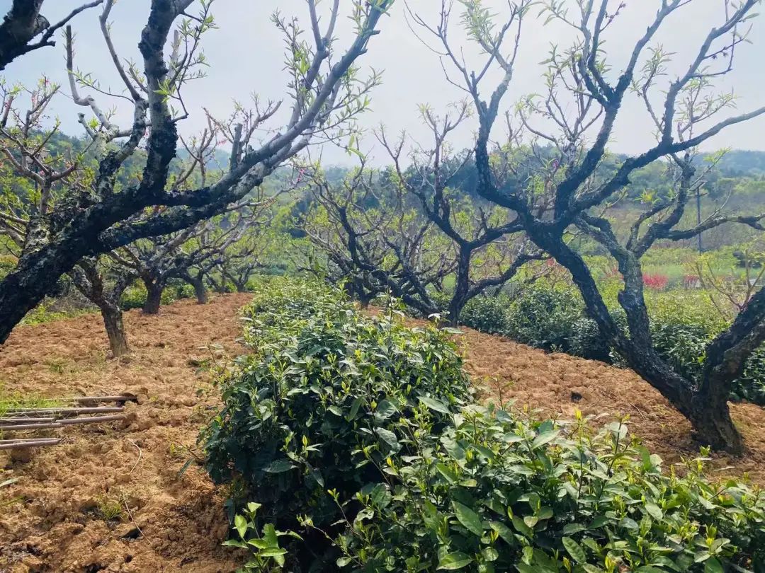 “四月限定”！不出当涂，就可以品到的人间美味