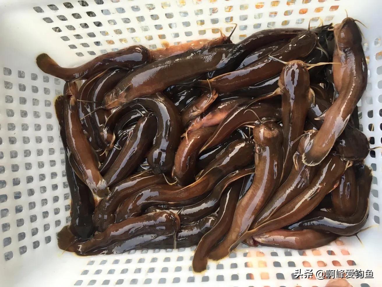 俗名"水蜂子",蛰一下痛一周,很多不认识,又有人愿花高价购买