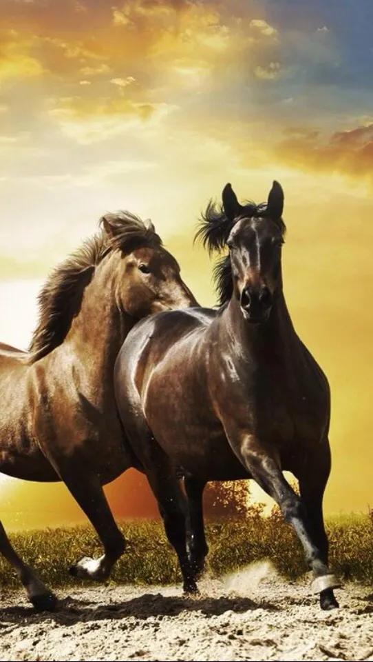 会挽雕弓如满月赏析一一苏轼诗词赏析