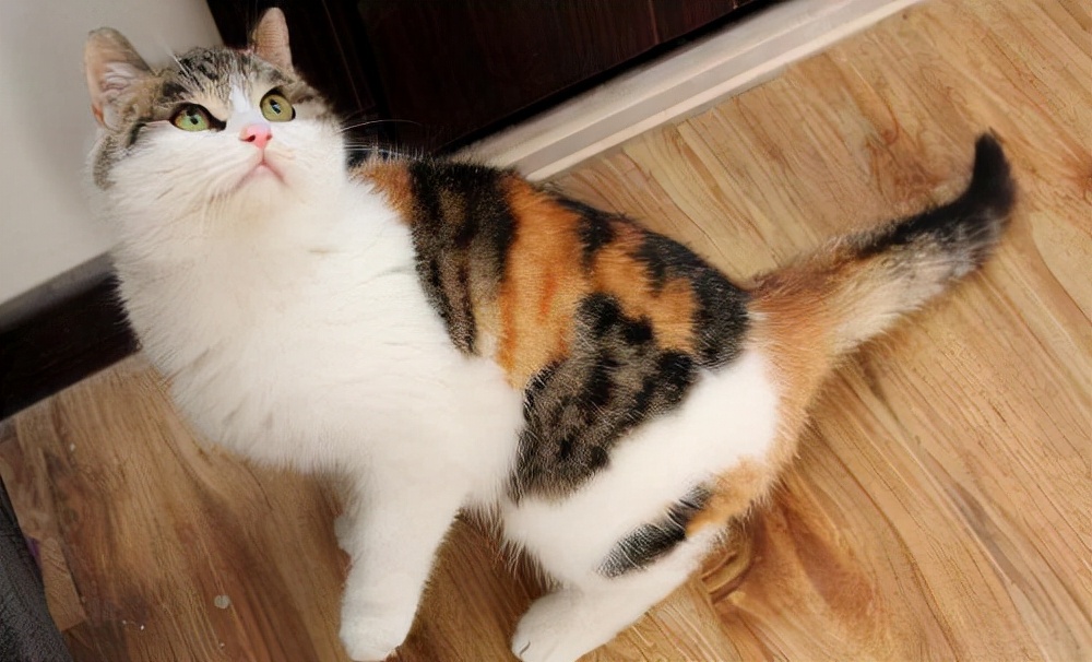 如果你要养猫的话,我会推荐你养"三花猫",因为