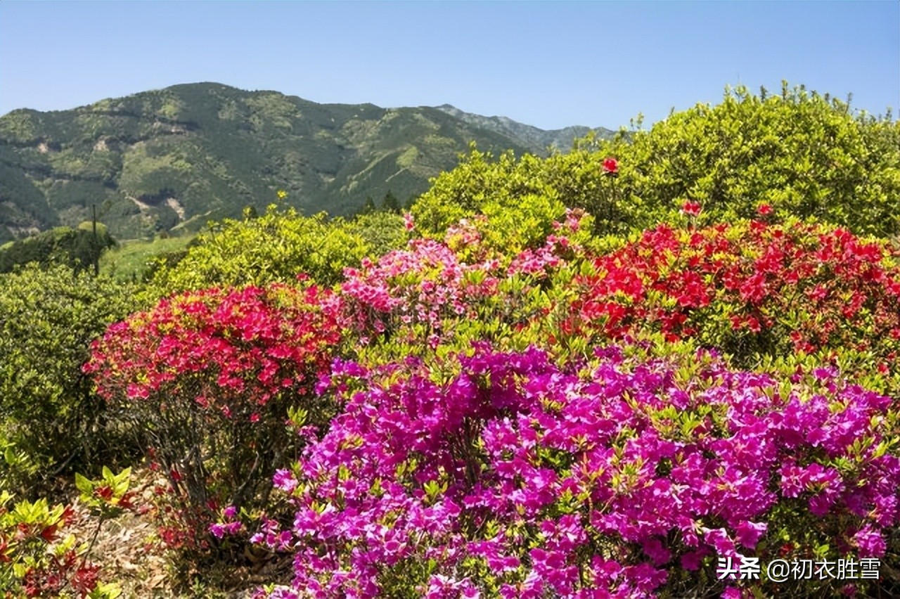 晚春杜鹃花美诗六首：最惜杜鹃花烂漫，一声啼处满山红