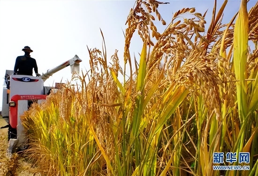 保障粮食安全，端牢中国饭碗 | 人民时评
