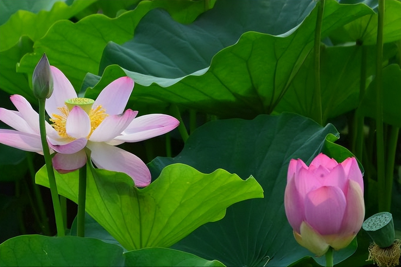30首唯美荷花诗词，让诗意的荷花给你带来夏日的美好