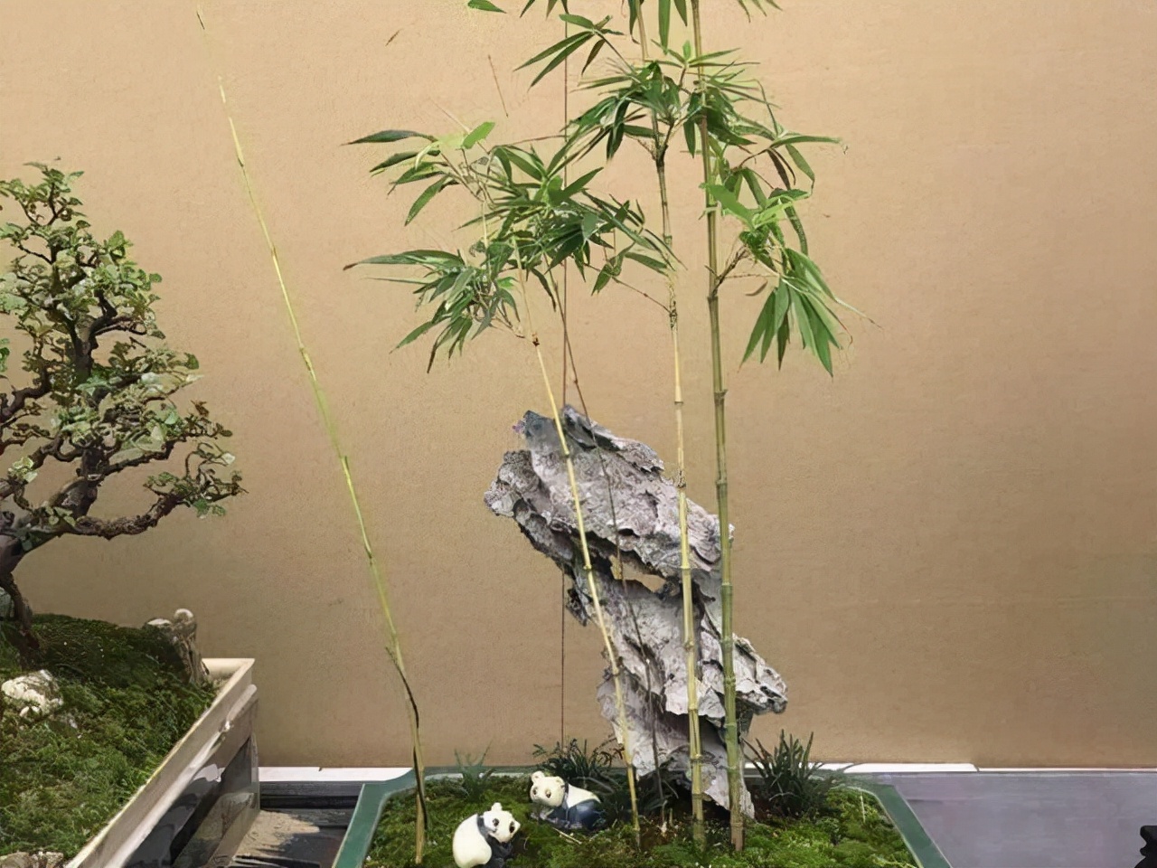 錯,這3種竹子可以養在室內,比花還好看