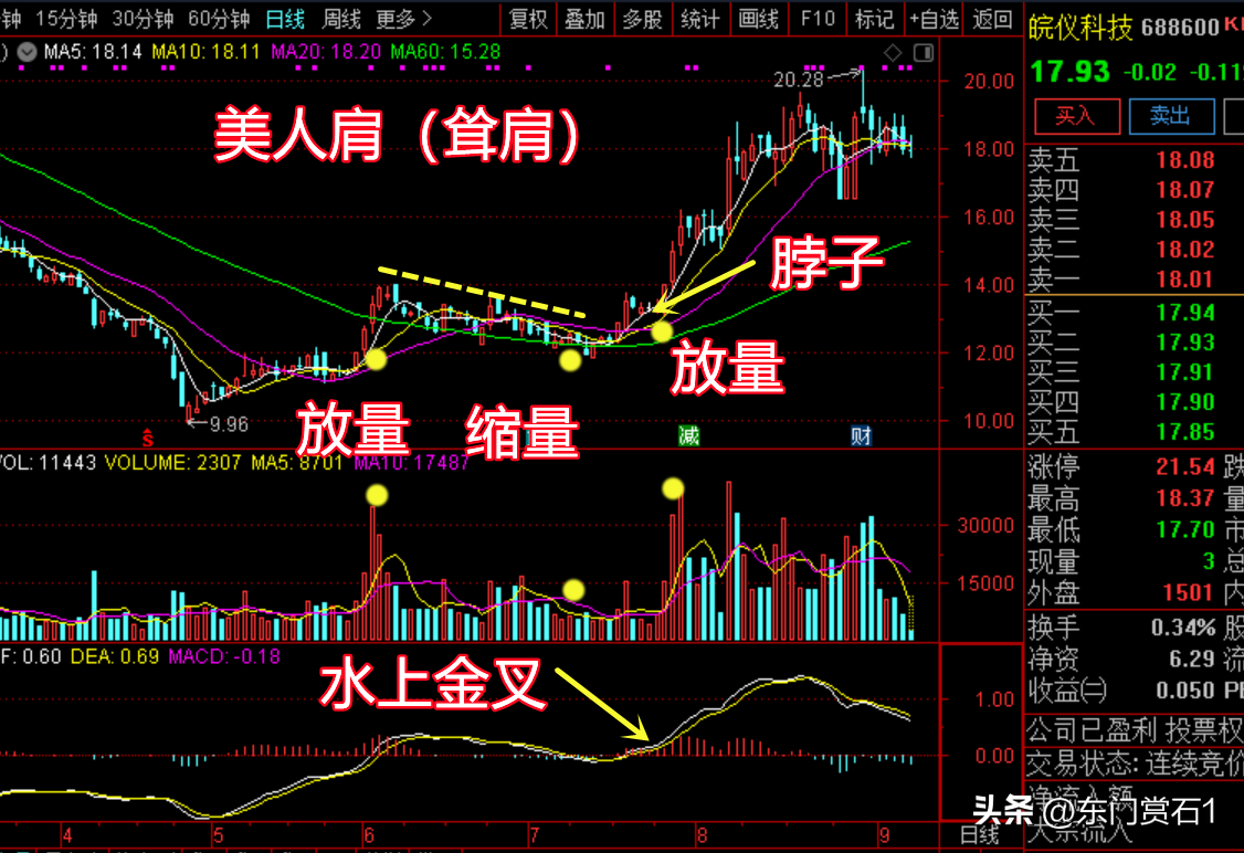 美人肩形态图片