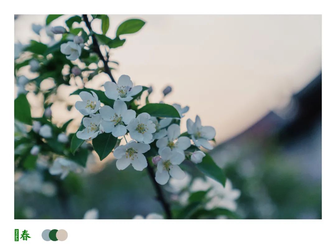 古城开不开，花都继续开