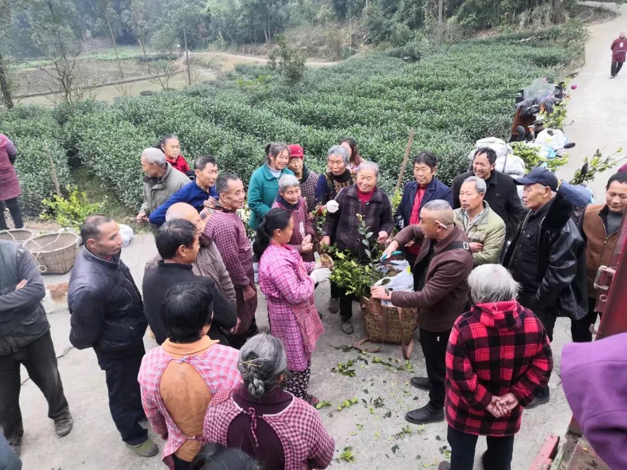 杰心集团油茶女王林心主持召开复工会议 谋划产业发展新征程