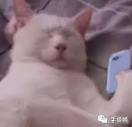 6只脚的怪猫，在表情包界大杀特杀