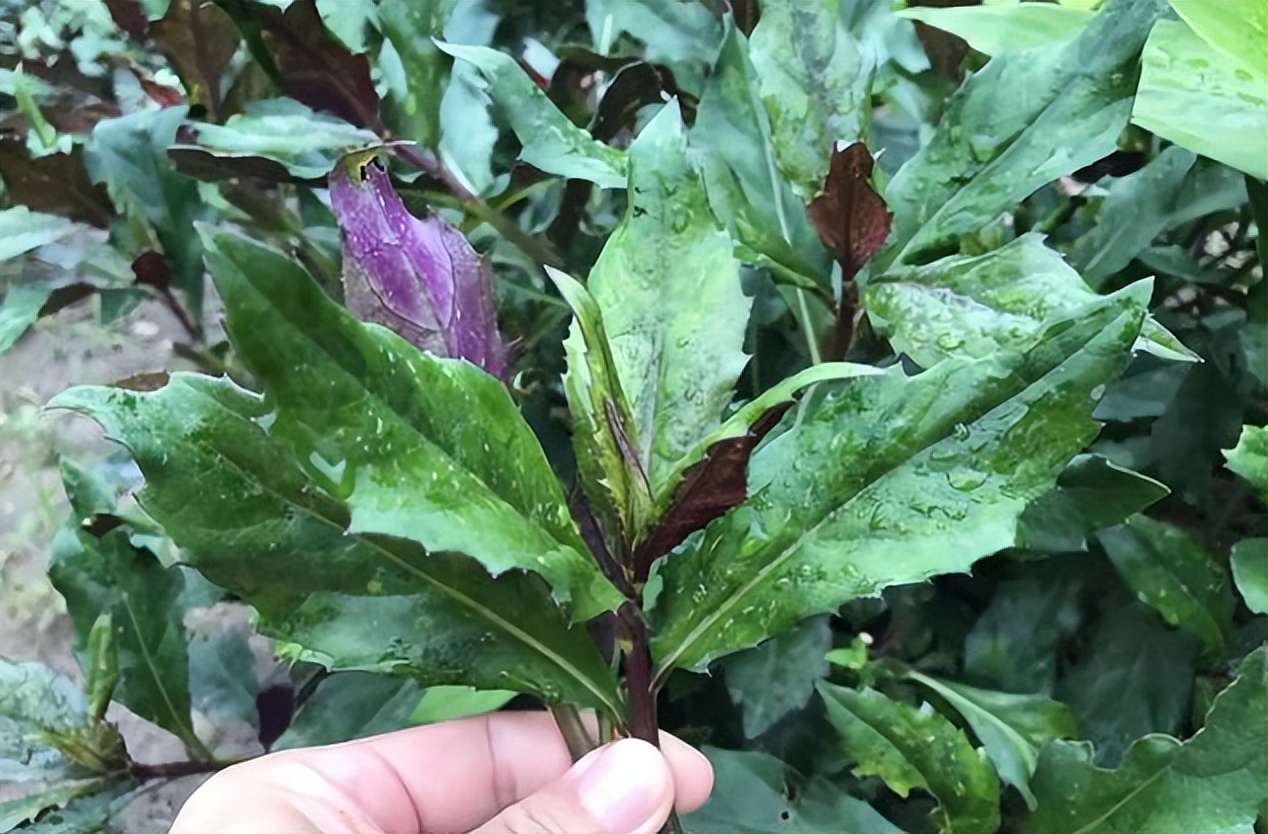 红凤菜的功效与作用(红凤菜有毒吗) - 行就行