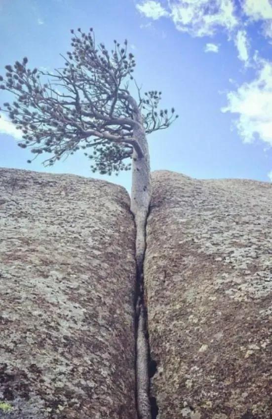 30个植物带给我们的生命感动-植物让我感动 - 114知识网