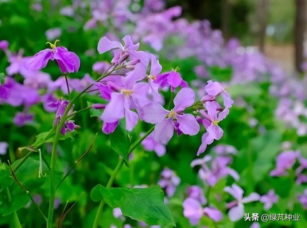 二月兰,因其在农历二月前后开蓝紫色的花,故称二月兰,因为较早开花,又