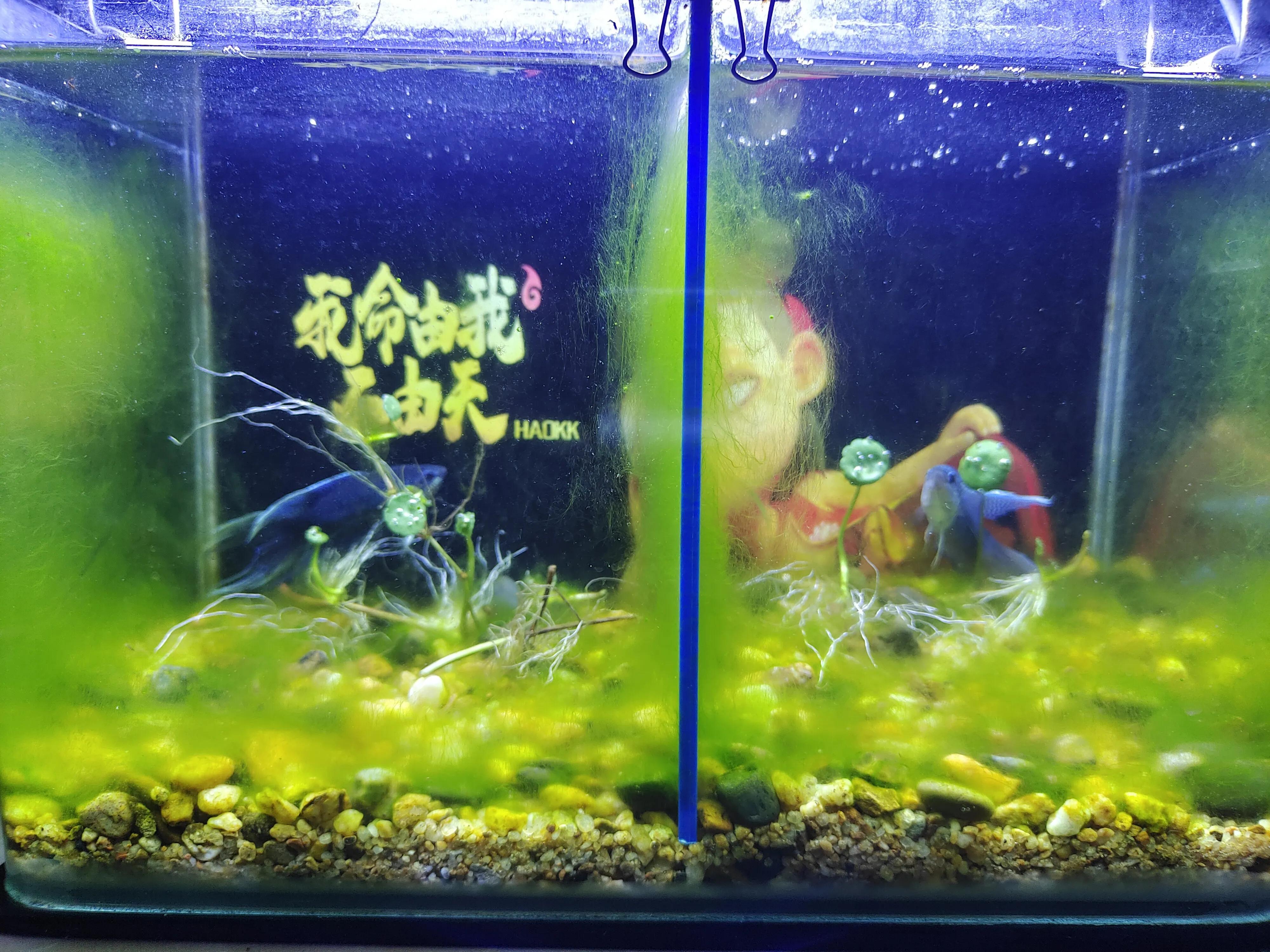 自作多情是對(duì)魚(yú)兒最致命的傷害