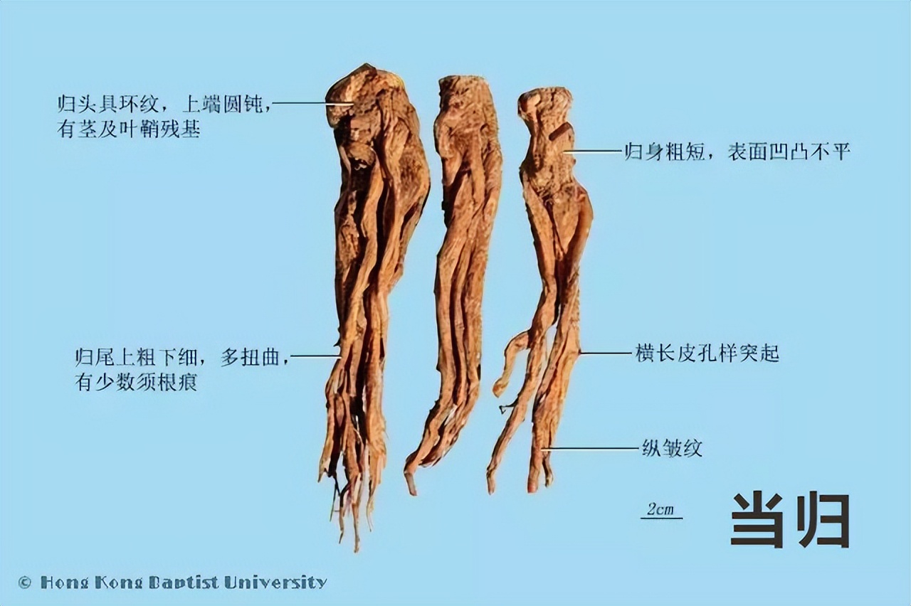 当归的功效与作用 当归的功效与作用和图片 - 汽车时代网