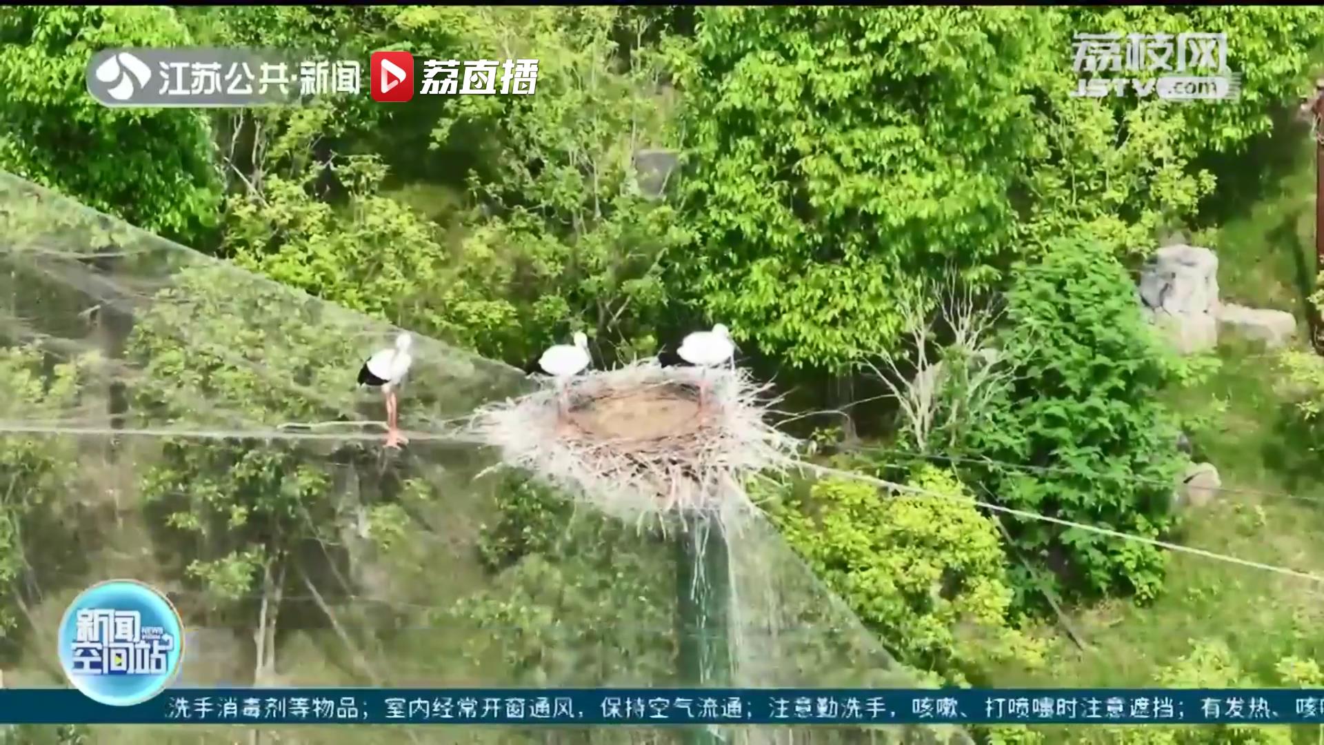 南通一动物园里的三只东方白鹳幼鸟练习展翅 只待一飞冲天