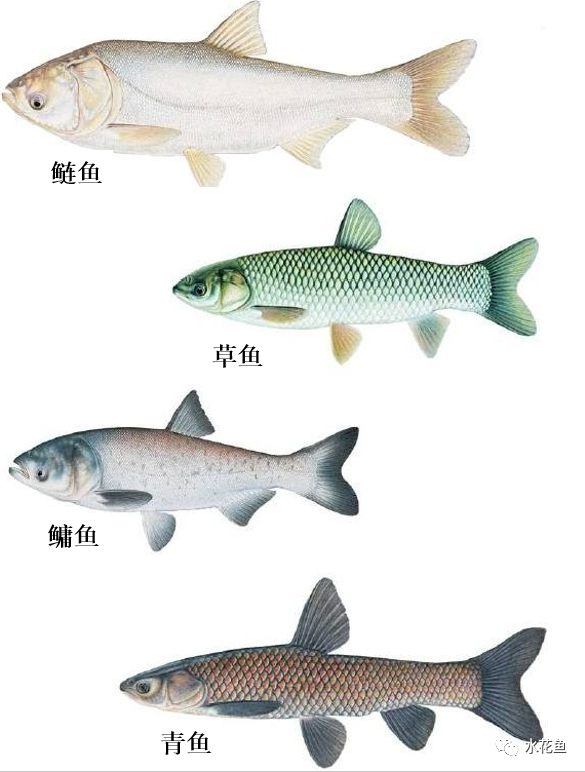 养殖水体的清洁工 清道夫 理解和认识花白鲢与鲢 鳙鱼 刘文俊养鱼 西南渔业网水产养殖专业网渔业行业门户网西南水产网第一线养鱼网丰祥渔业网永川水花网为您服务