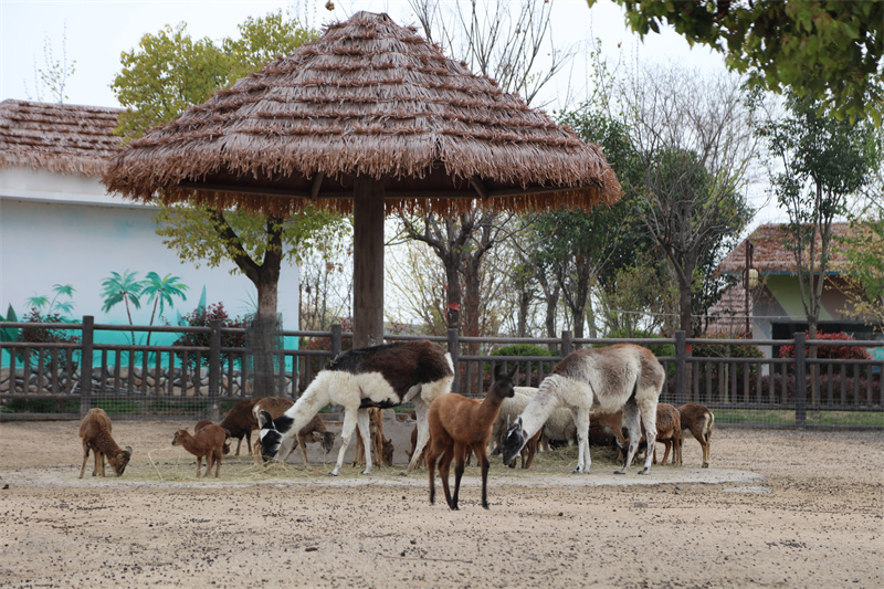 虎福齊臨門，春風(fēng)踏青來(lái) 臨泉魔幻動(dòng)物園4月1號(hào)恢復(fù)開放