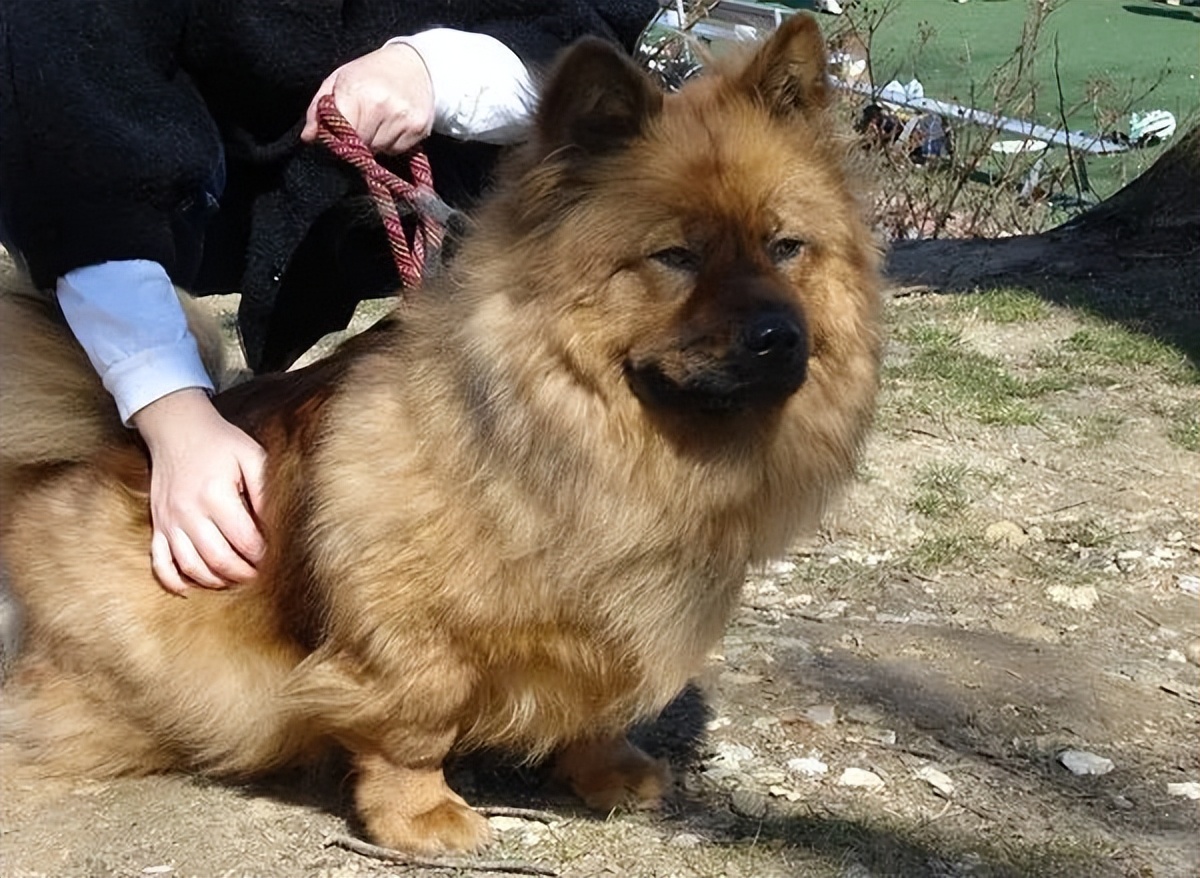 日本网友出门被大黑熊吓哭,主人说:别怕,它是柯基的崽