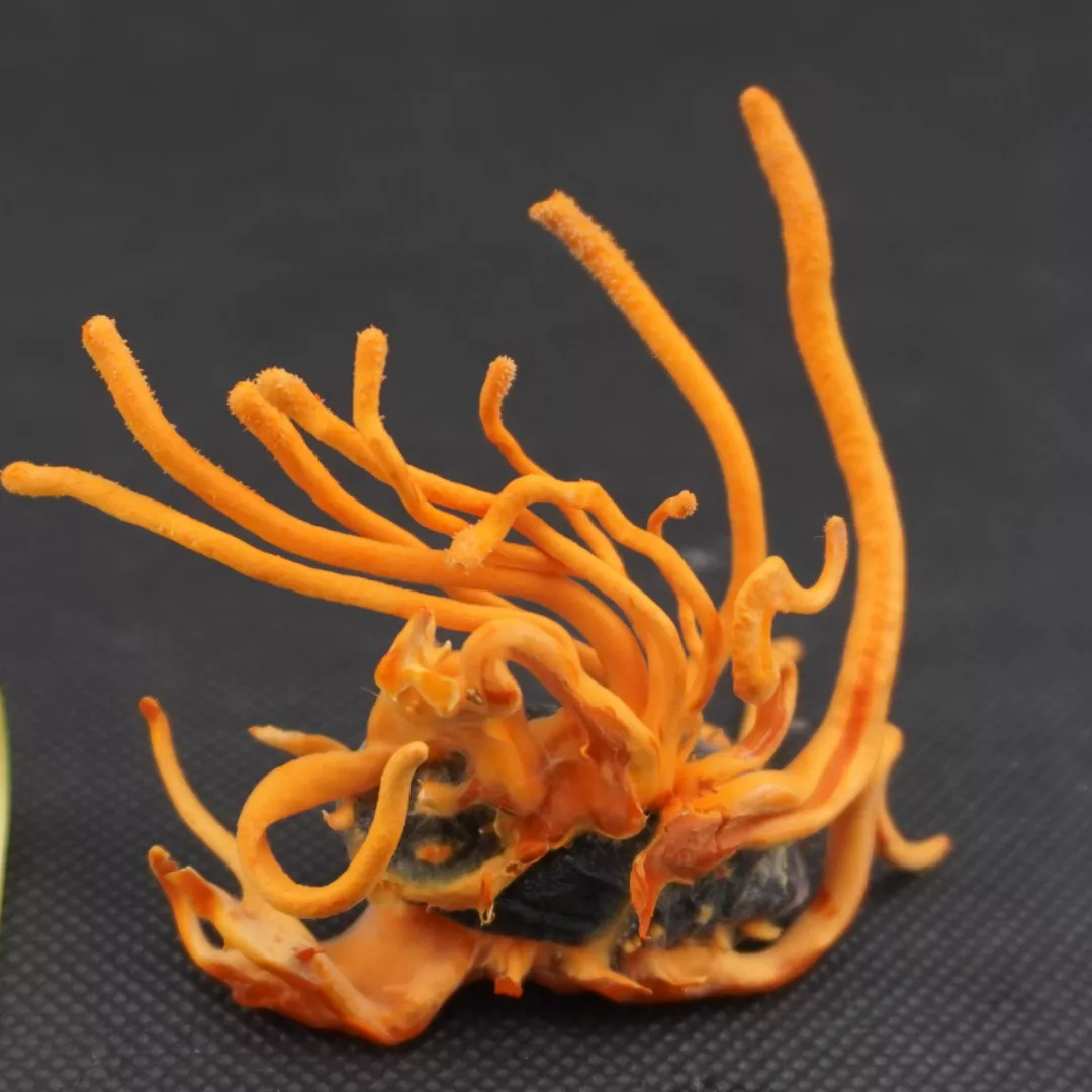 上海农科院团队用食用菌作抗癌药物「细胞工厂」丨专访邹根