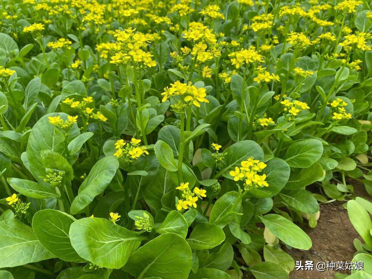 种菜越久土壤越硬怎么办，加入这3种，土质松软又透气，赶紧试试