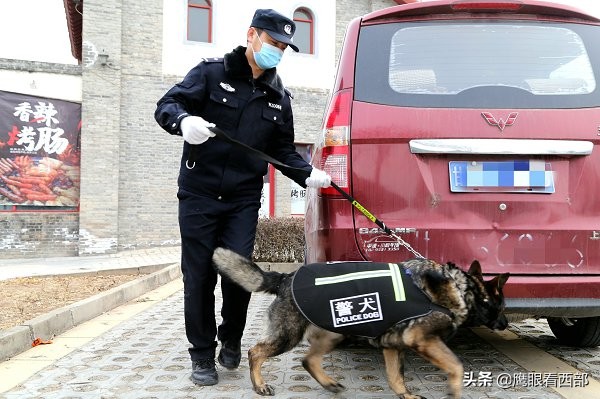 「摄影报道」甘肃平凉：“神犬奇兵”冬季训练忙
