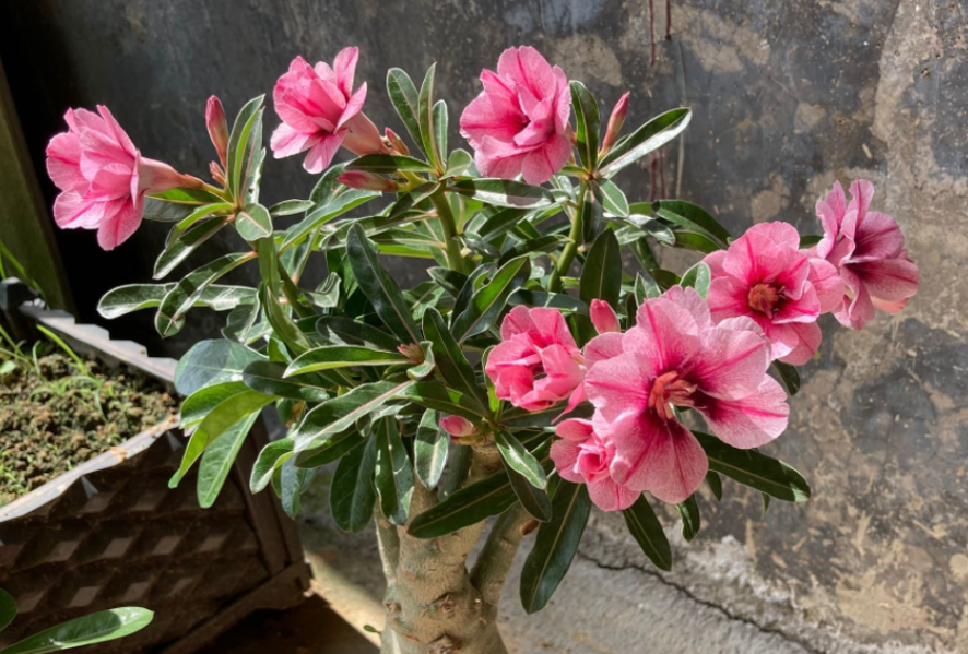 新手想养花，做好简单“3步”，养好一点都不难，关键在“方法”