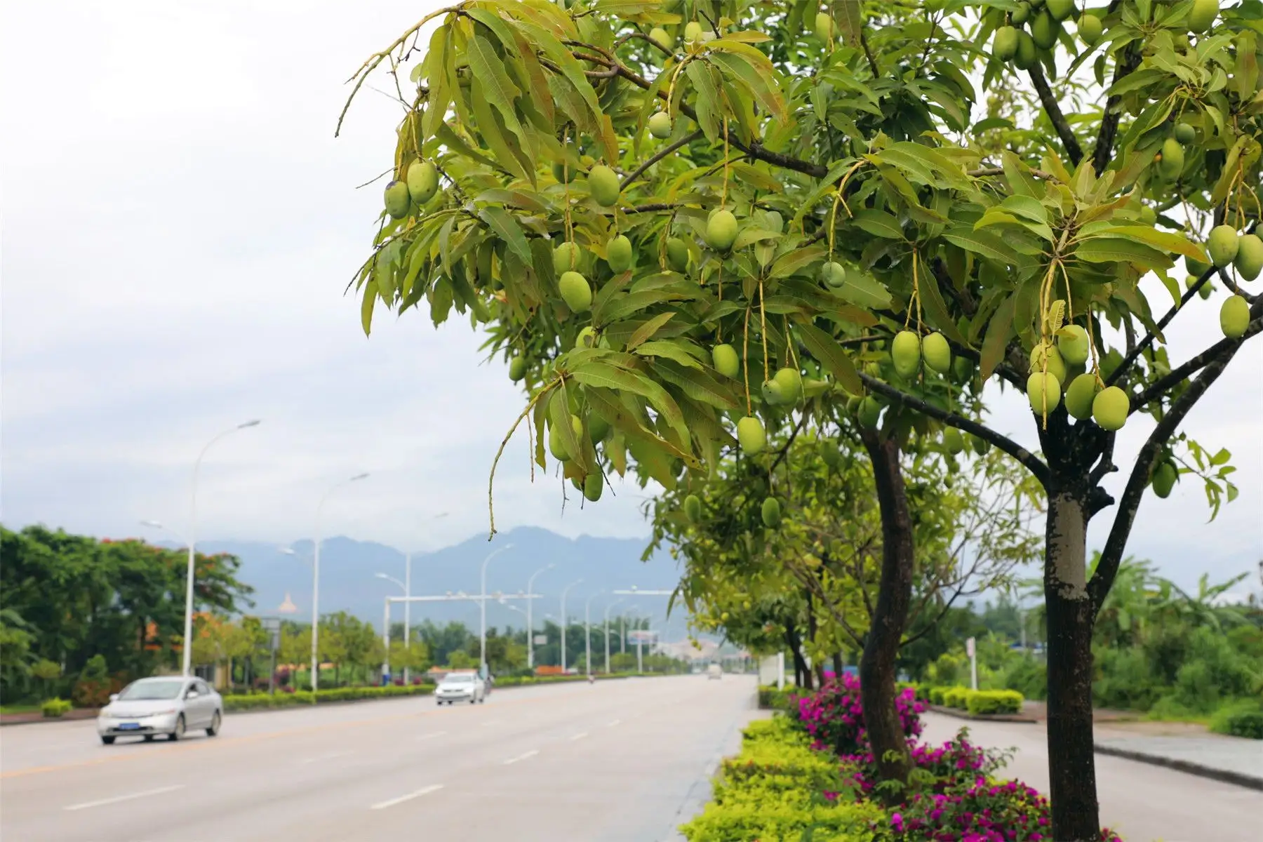 木奶果树图片(西安行车道上的枇杷硕果累累) - 赤虎壹号