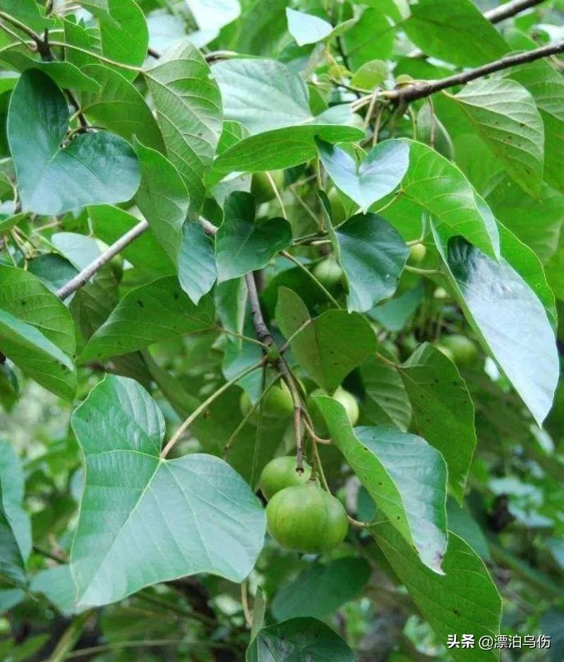 家乡桐梓山开满油桐花 天天看点