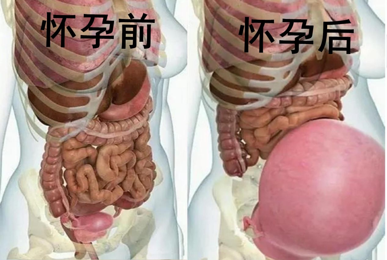 怀孕1—40周,孕妈体内8大系统将会发生变化,新手孕妈不用恐慌