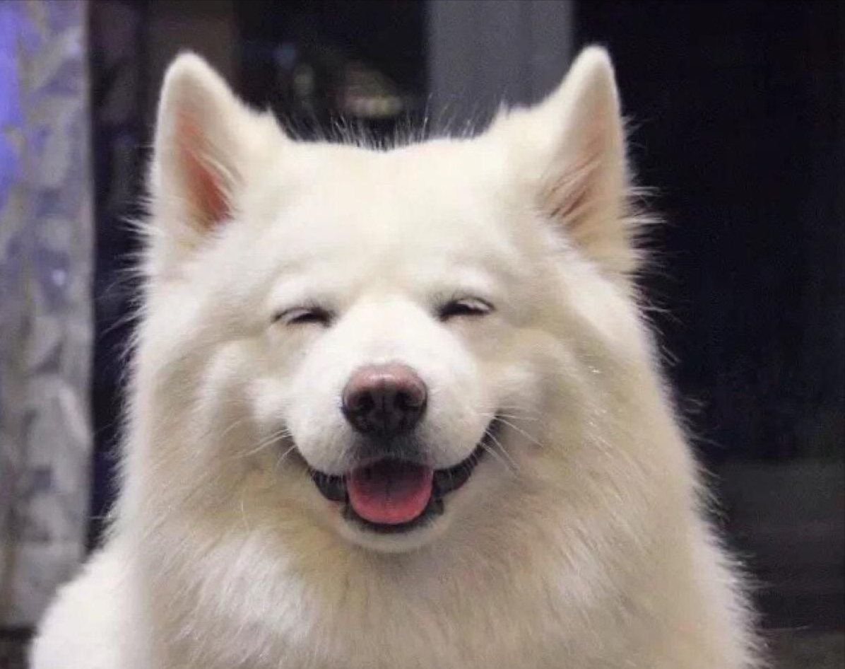 微笑天使萨摩耶