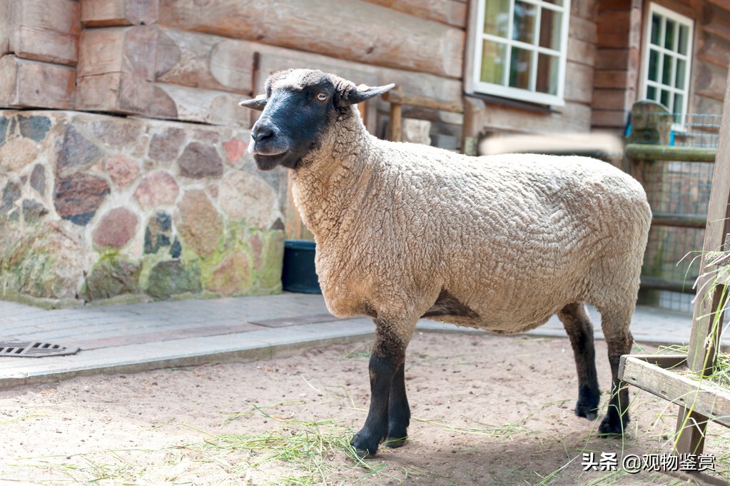 萨福克羊品种介绍(世界上优良肉用绵羊品种之一)
