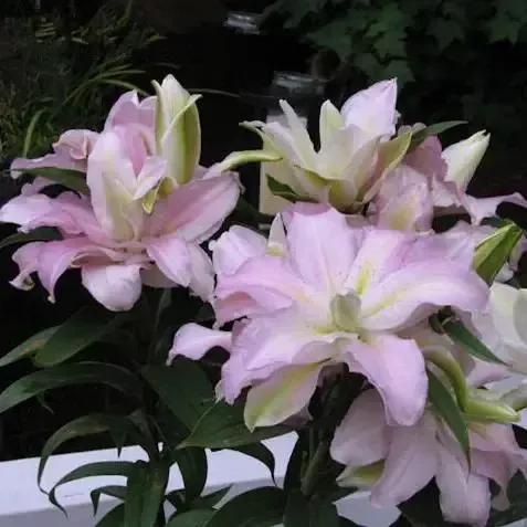 百合花的图片百合花的图片大全最美