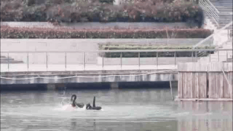南京高校体育生下湖游泳，被湖中的黑天鹅“暴揍”，毫无还手之力