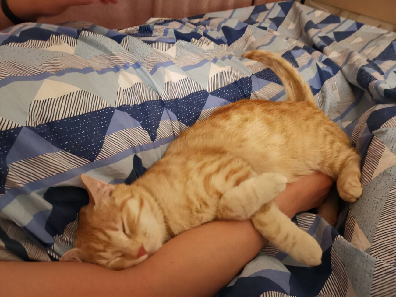 睡觉图片可爱(原来橘猫的睡姿) - 赤虎壹号