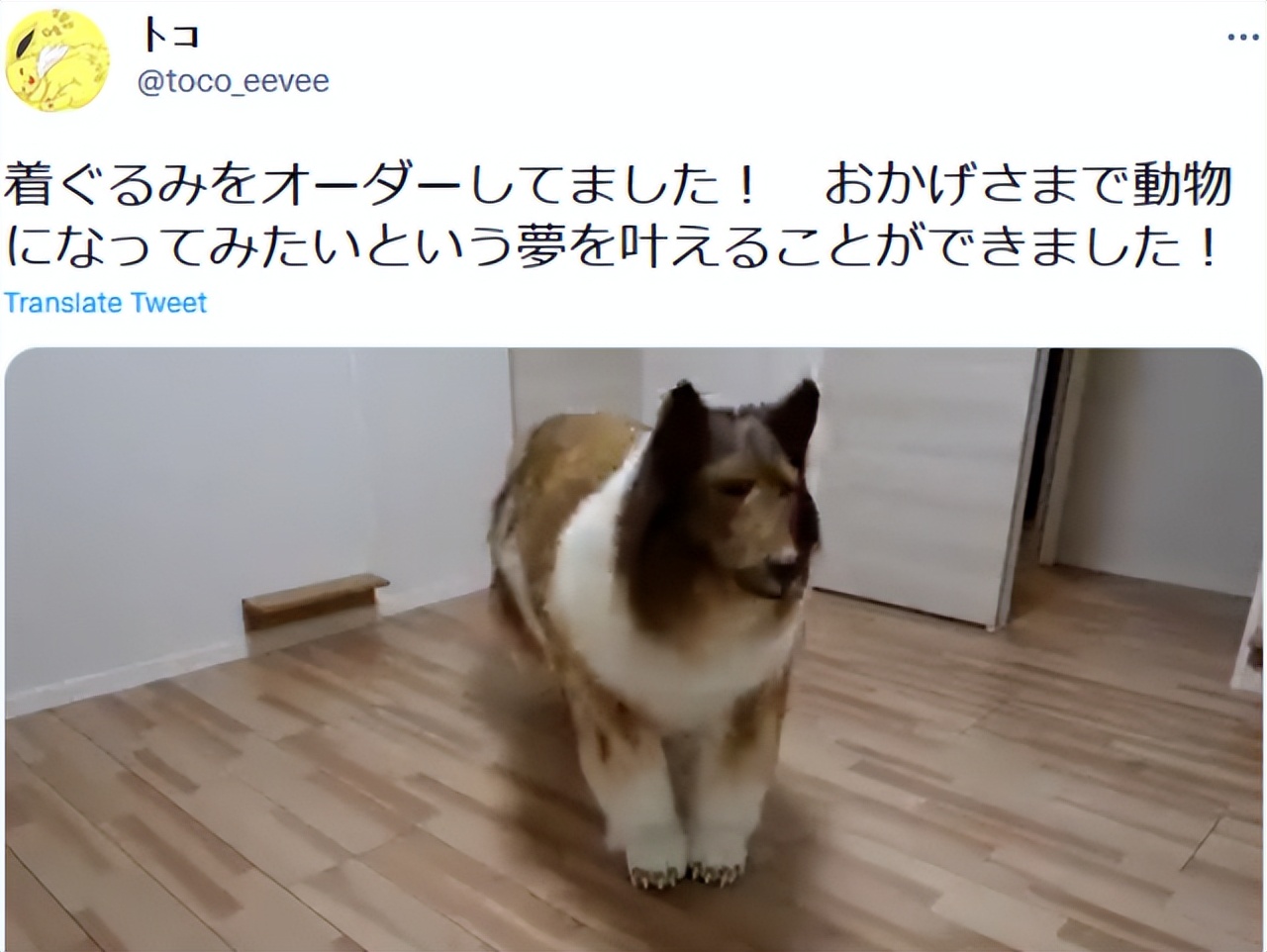 日本一男子花200万把自己变成狗，不想做人，爬着上电视…