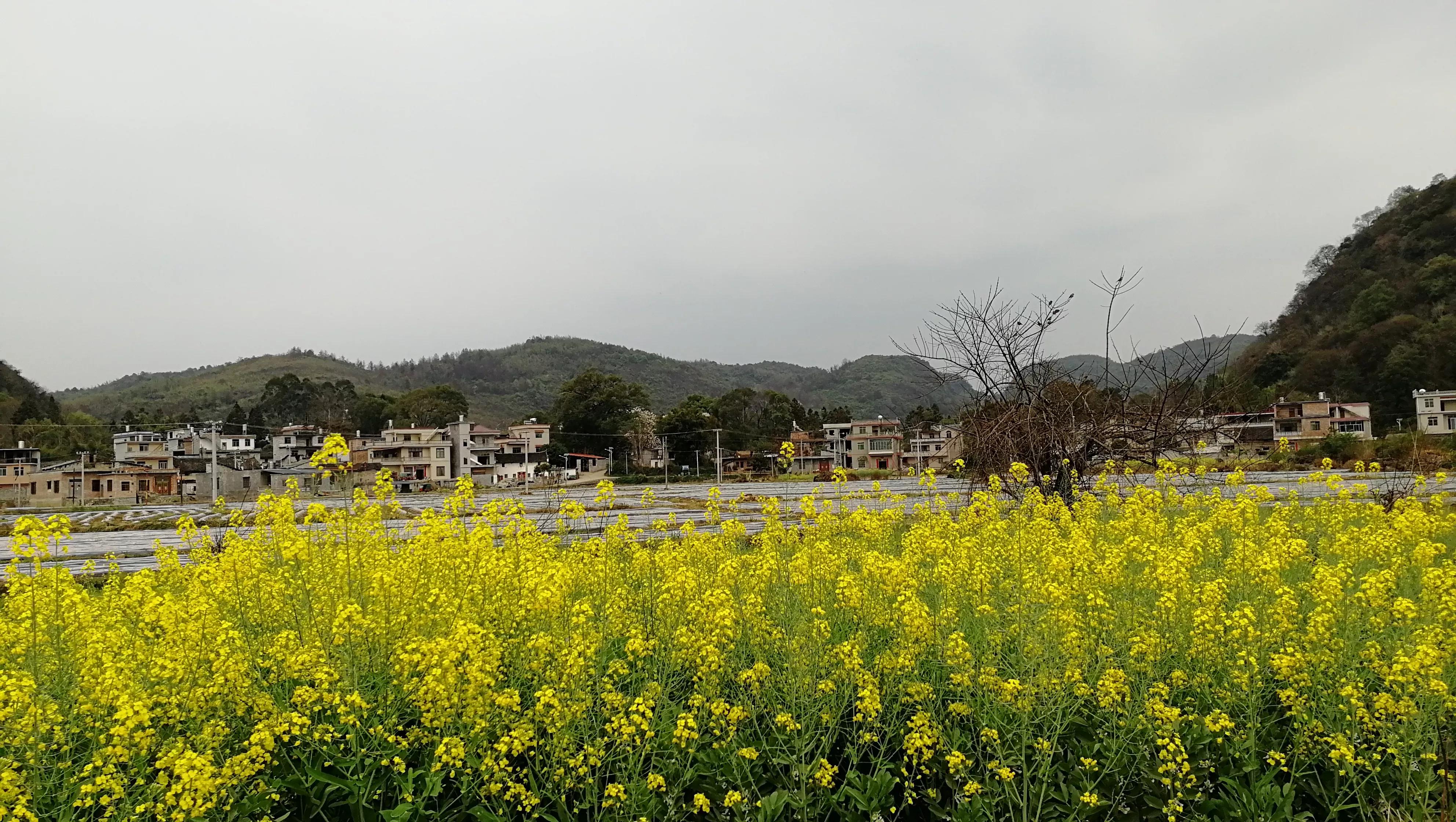 同学知道我回村里小住，要我帮她在村里买100个土鸡蛋，我拒绝了