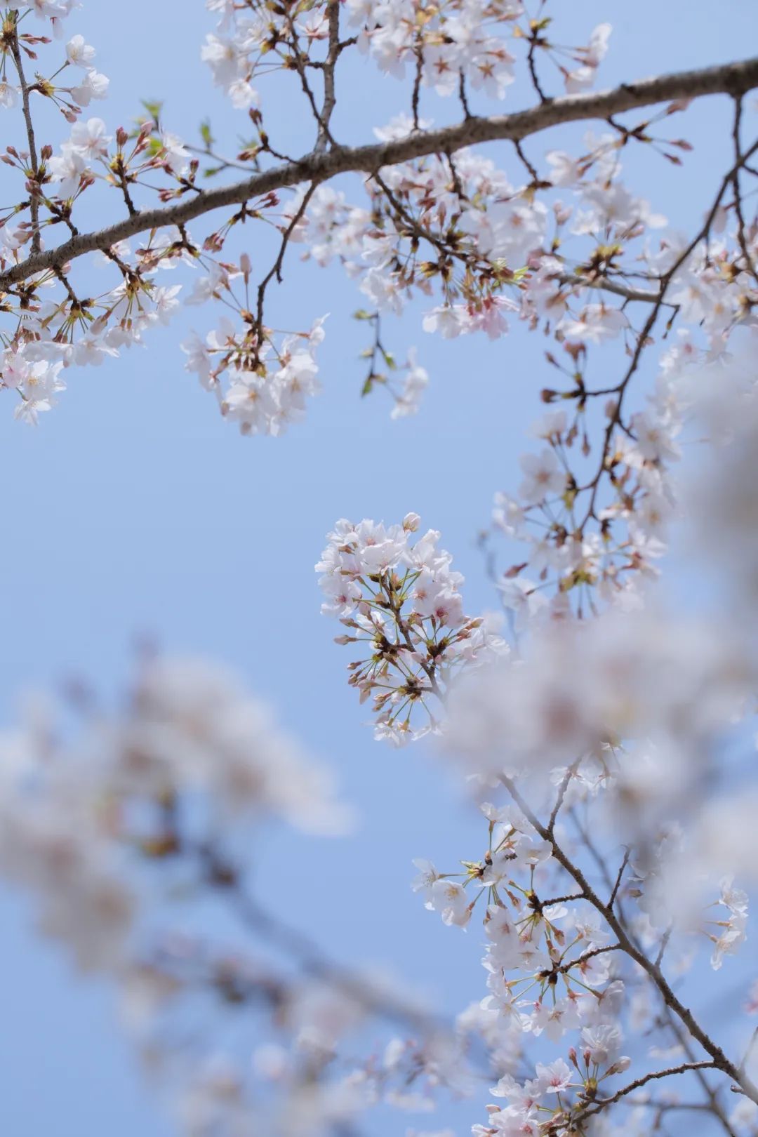 浙大樱雨，许你浪漫春光！每一张都可以做壁纸