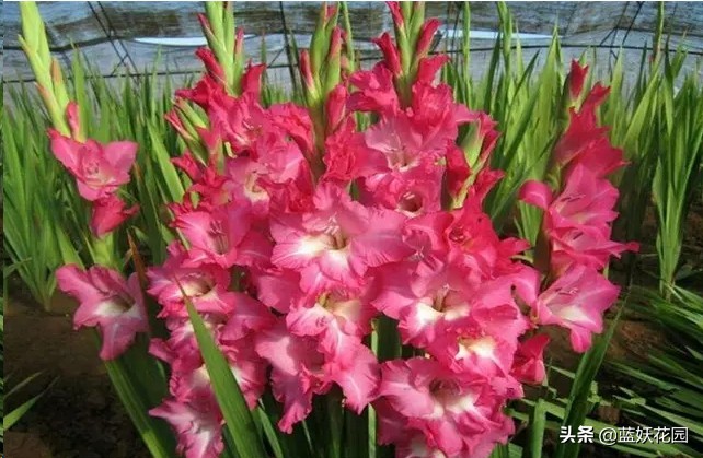 它是世界切花第一 五颜六色的花 一开一大串 而且非常好养 天天看点