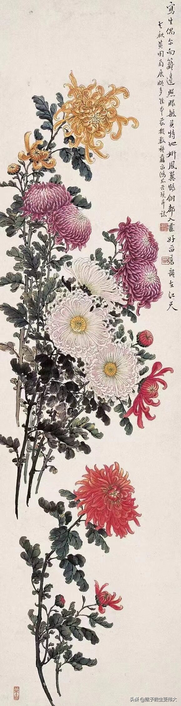 临九菊——故乡篱下菊 今日几花开