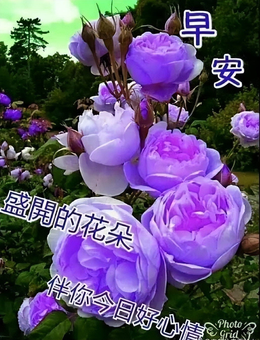 早上好表情动态祝福,甜甜的问候,开心快乐送给你，祝你开心每一天图片
