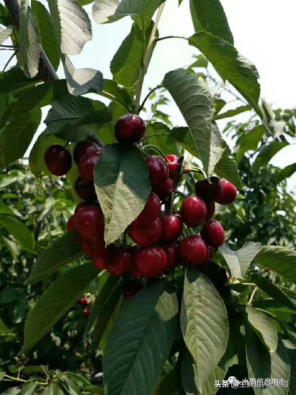 中国樱桃主要产地分布及品种介绍（2022版）