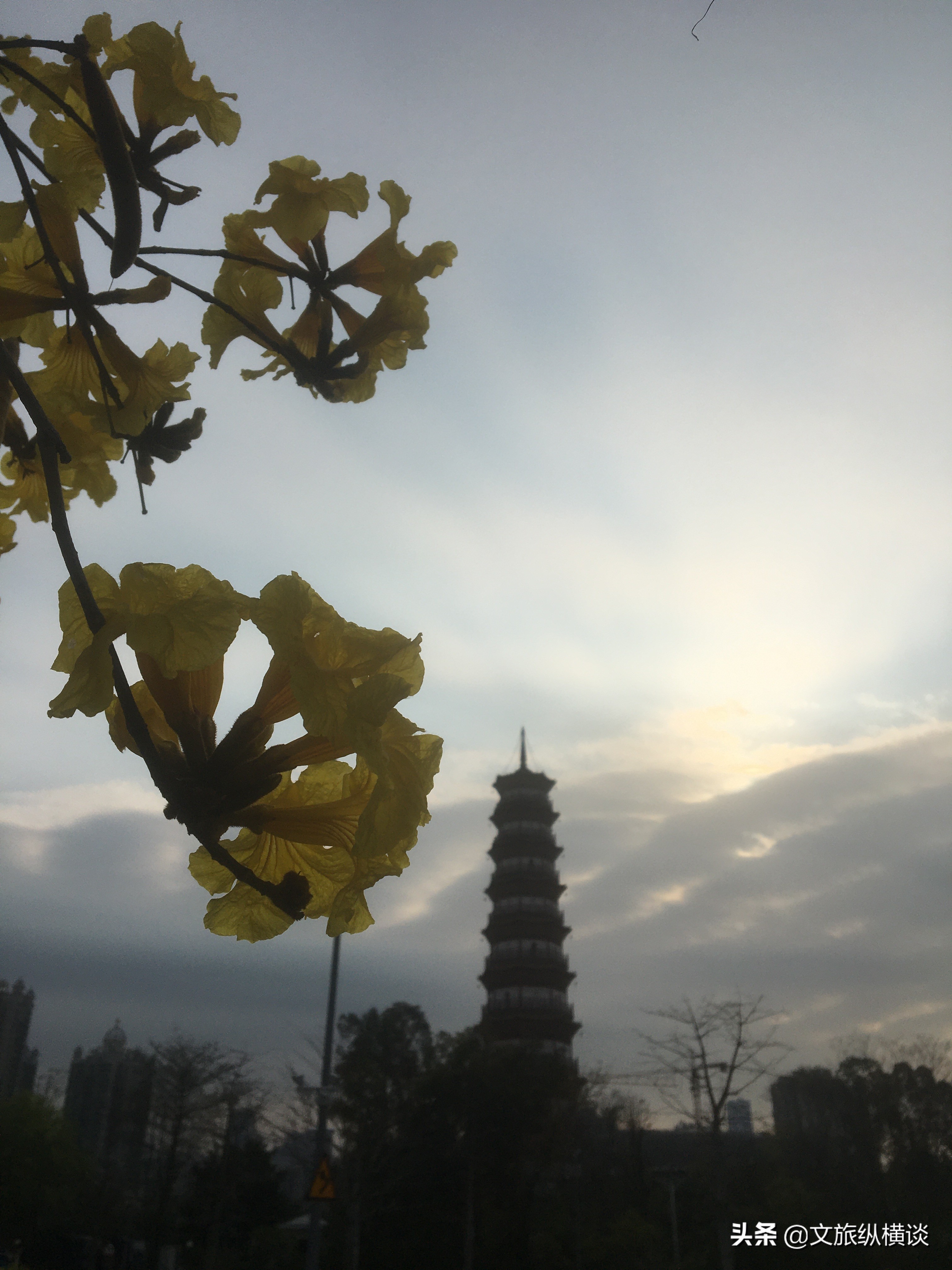 春天里，广州花开叶落，半城花海半城秋