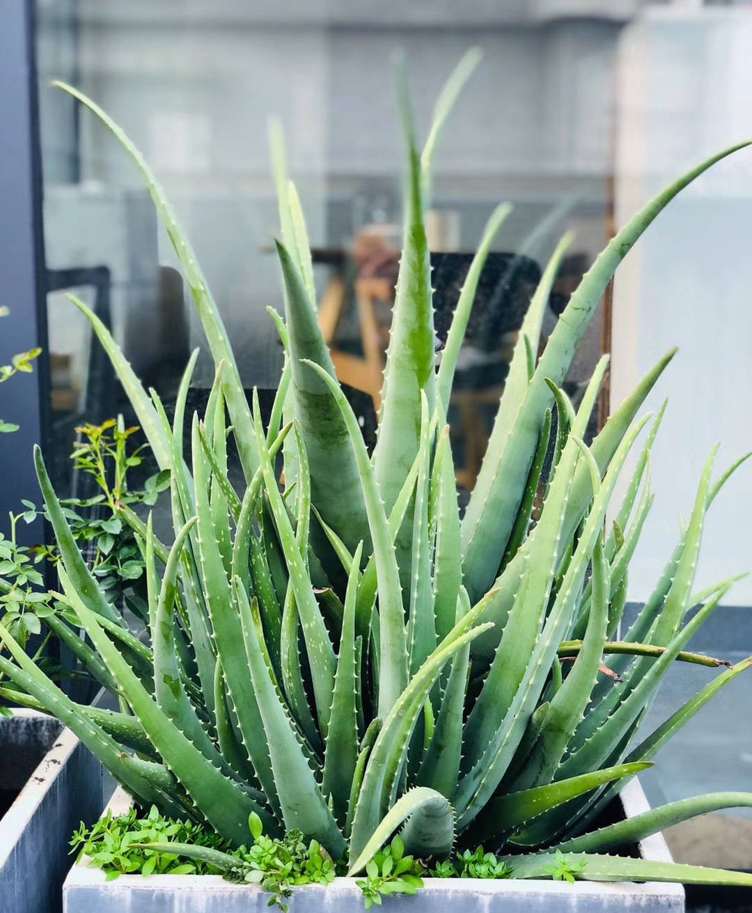 芦荟"这么养",1棵变10棵,小芽好多,绿油油"长得老高"