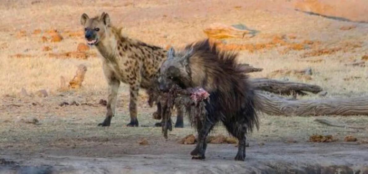 斑鬣狗为何热衷于掏肛？被掏肛的动物为何在原地不跑？