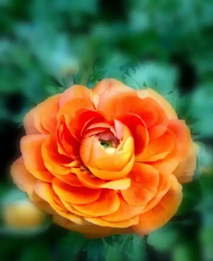 牡丹花图片大全大图高清图片欣赏(洛阳牡丹花儿开了) - 赤虎壹号