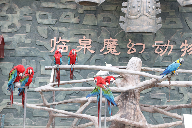 虎福齊臨門，春風(fēng)踏青來(lái) 臨泉魔幻動(dòng)物園4月1號(hào)恢復(fù)開放