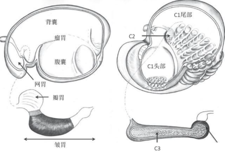 无嘴骆驼多少钱一条长满尖刺的仙人掌