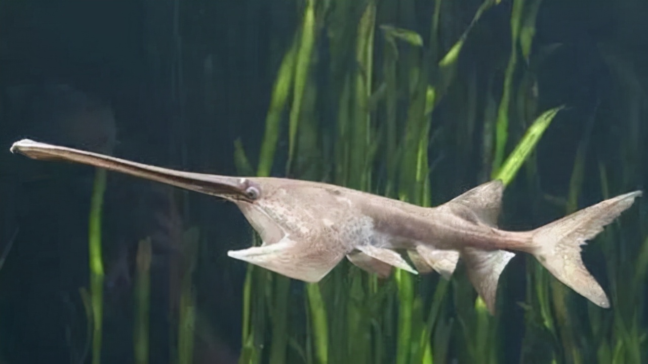 作为中生代白垩纪残存下来的古代鱼类之一,长江白鲟已经在地球上存在