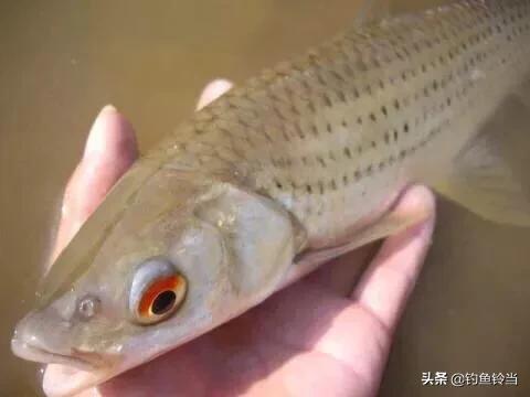 怎样钓赤眼鳟？最牛的饵料搭配就是鸭肝打窝泥鳅垂钓，竿竿都黑漂