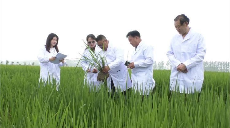 “亿科五彩旱稻”促进粮食产业高质量和多元化发展