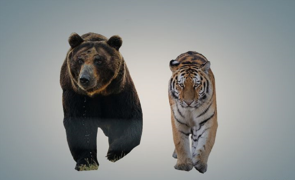 西伯利亚到底有多可怕？为何东北虎敢猎杀棕熊，却不敢深入其中